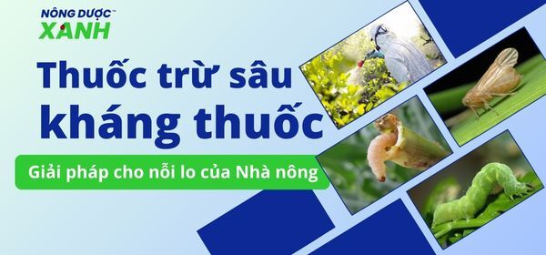 Thuốc trừ sâu kháng thuốc - giải pháp cho nỗi lo của Nhà nông