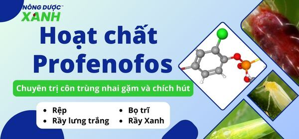 Hoạt chất Profenofos chuyên trị côn trùng nhai gặm và chích hút