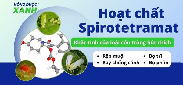Hoạt chất Spirotetramat - Khắc tinh của loài côn trùng hút chích