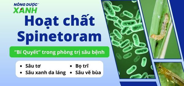 Hoạt chất Spinetoram “Bí Quyết” trong phòng trị sâu bệnh