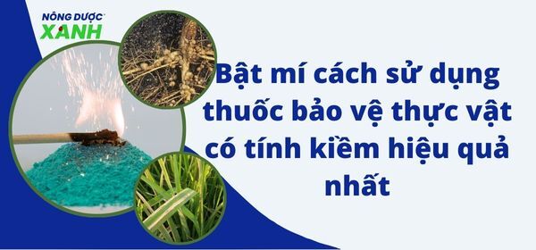 Bật mí cách sử dụng thuốc bảo vệ thực vật có tính kiềm hiệu quả nhất