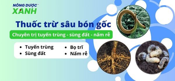 Thuốc trừ sâu bón gốc - Chuyên trị tuyến trùng, sùng đất, nấm rễ