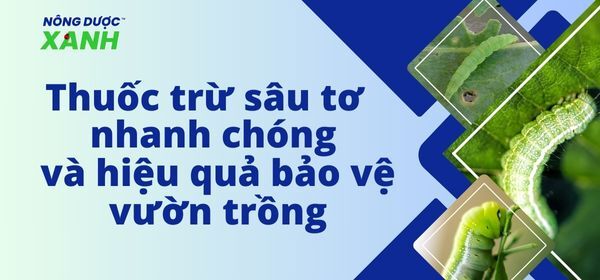 Thuốc trừ sâu tơ nhanh chóng và hiệu quả bảo vệ vườn trồng