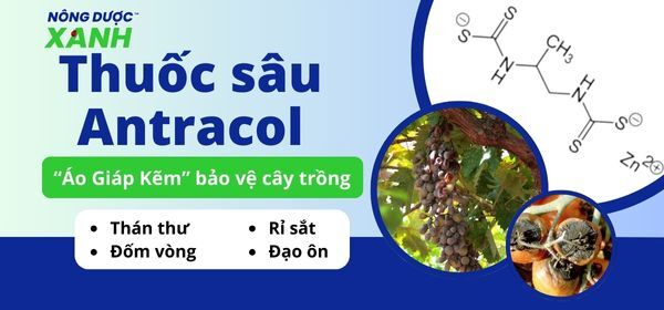 Thuốc sâu Antracol “Áo Giáp Kẽm” bảo vệ cây trồng