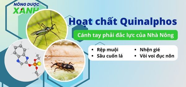 Hoạt chất Quinalphos - cánh tay phải đắc lực của Nhà Nông
