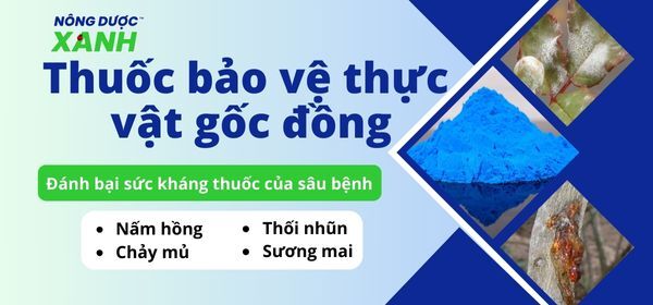 Thuốc bảo vệ thực vật gốc đồng đánh bại sức kháng thuốc của sâu bệnh