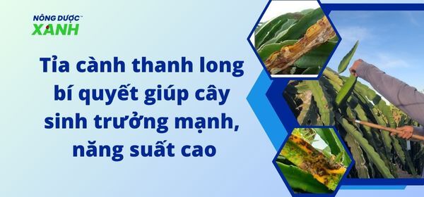 Tỉa cành thanh long bí quyết giúp cây sinh trưởng mạnh, năng suất cao