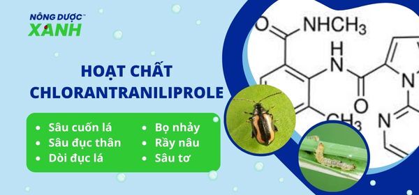Hoạt chất Chlorantraniliprole phòng trị sâu hại - bạn của nhà nông