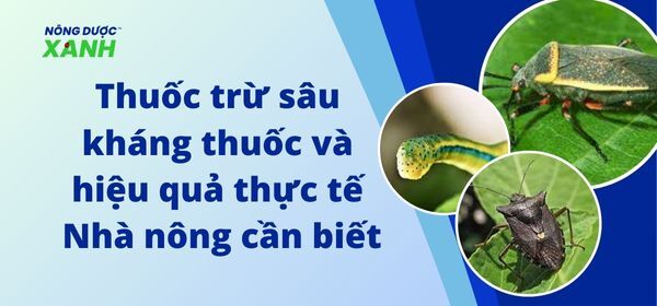 Thuốc trừ sâu kháng thuốc và hiệu quả thực tế Nhà nông cần biết