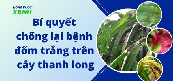 Bí quyết chống lại bệnh đốm trắng trên cây thanh long