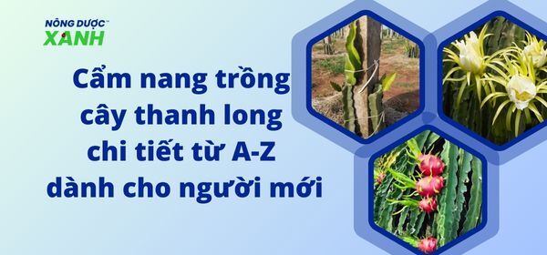 Cẩm nang trồng cây thanh long chi tiết từ A-Z dành cho người mới