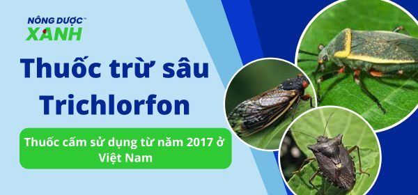 Thuốc trừ sâu Trichlorfon - thuốc cấm sử dụng từ năm 2017 ở Việt Nam