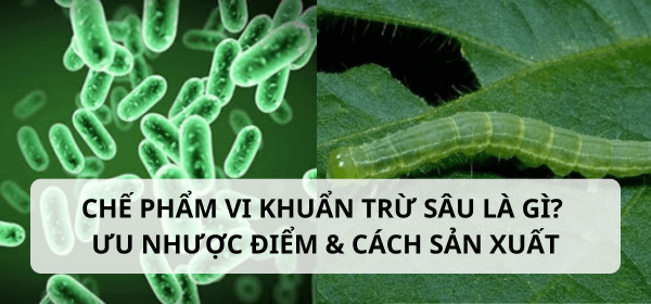 Chế phẩm vi khuẩn trừ sâu là gì? Ưu nhược điểm & cách sản xuất