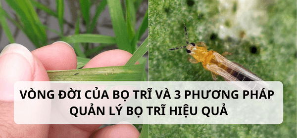 Vòng đời của bọ trĩ và 3 phương pháp quản lý bọ trĩ hiệu quả