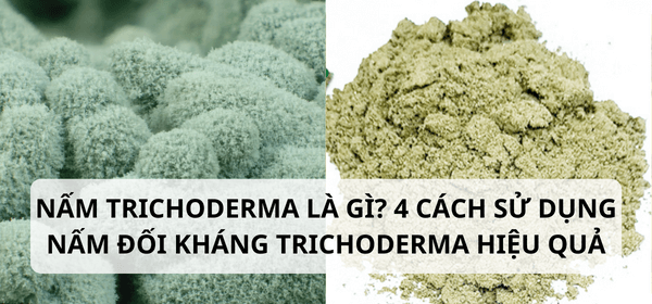 Nấm Trichoderma là gì? 4 cách sử dụng nấm đối kháng Trichoderma hiệu quả