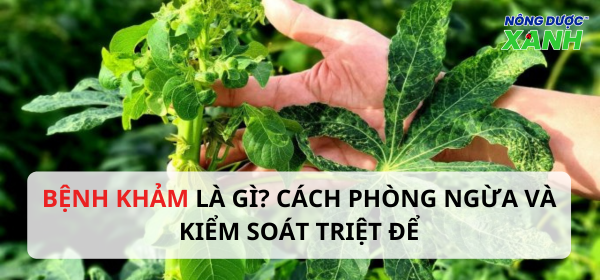 Bệnh khảm là gì? Cách phòng ngừa và kiểm soát triệt để