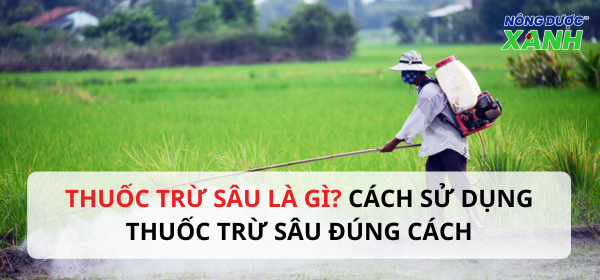 Thuốc trừ sâu là gì? Cách sử dụng thuốc trừ sâu hiệu quả
