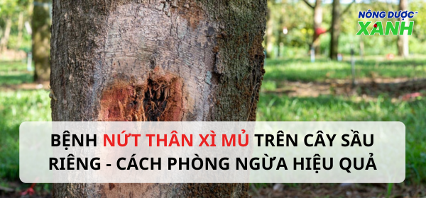 Bệnh nứt thân xì mủ - Cách phòng ngừa hiệu quả