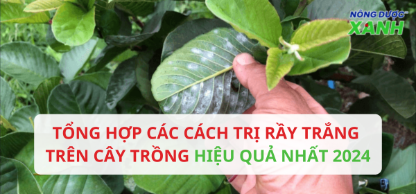 Tổng hợp các cách trị rầy trắng trên cây trồng hiệu quả nhất 2024