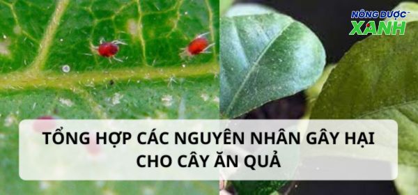 Tổng hợp các nguyên nhân gây bệnh cho cây ăn quả