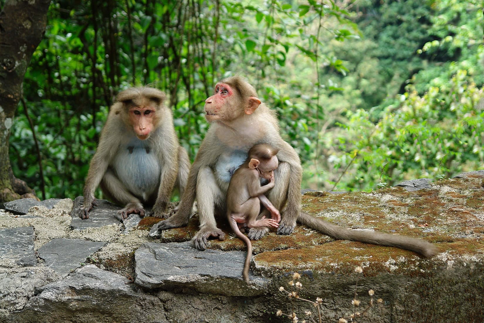 best-cruelty-free concealer-malaysia why should we not test on animals