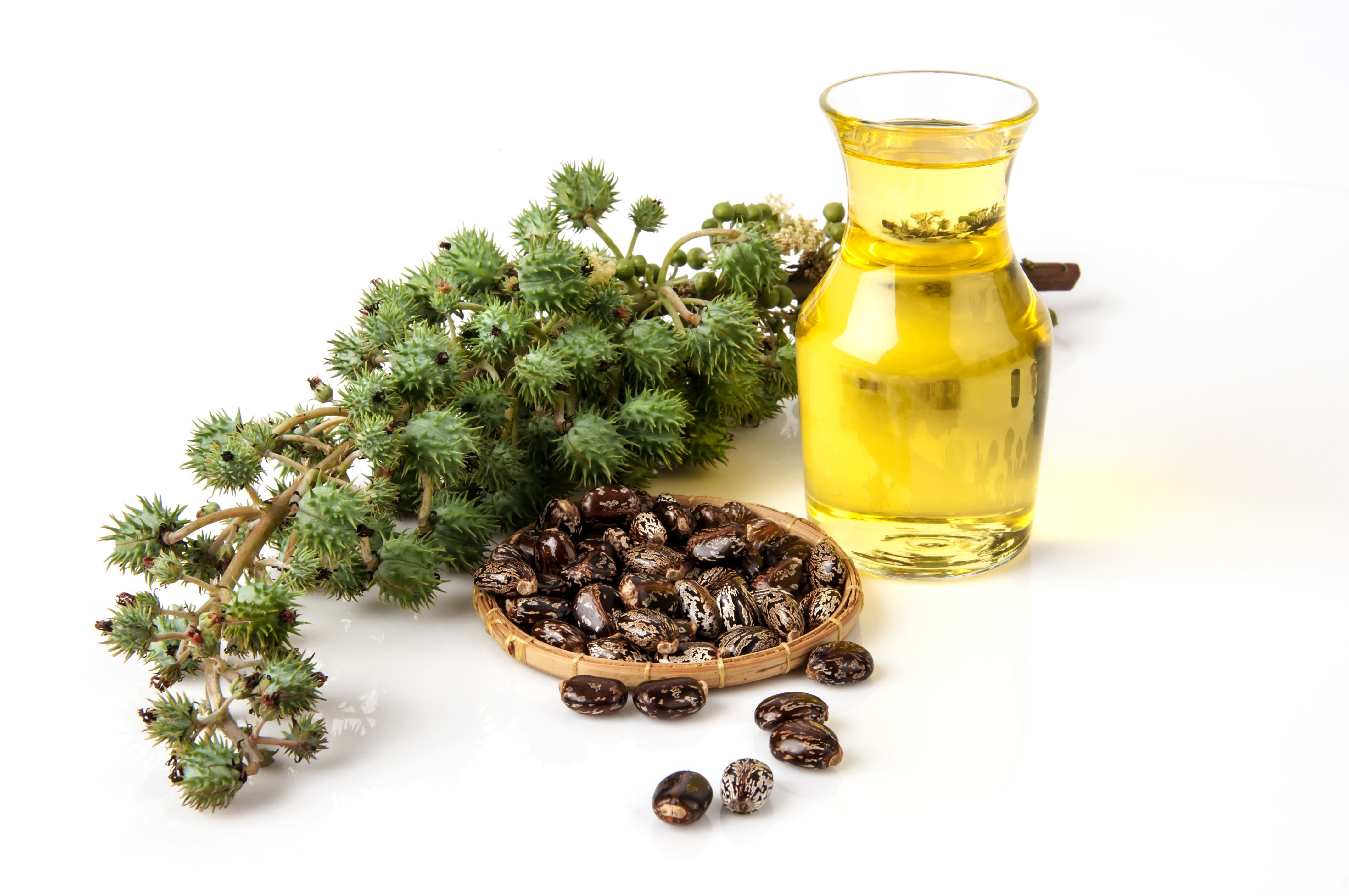 Apa Itu Castor Oil.jpg