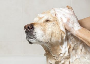 10 Rekomendasi Shampoo Anjing Bagus Terbaik Di Indonesia 2020