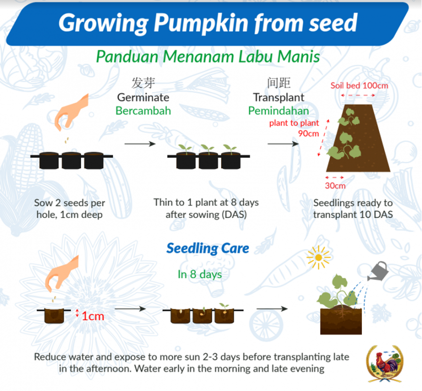 What You Need To Know Before Growing Pumpkins | Soon Huat Seeds Sdn Bhd |  Quality Reliable Seeds Since 1948