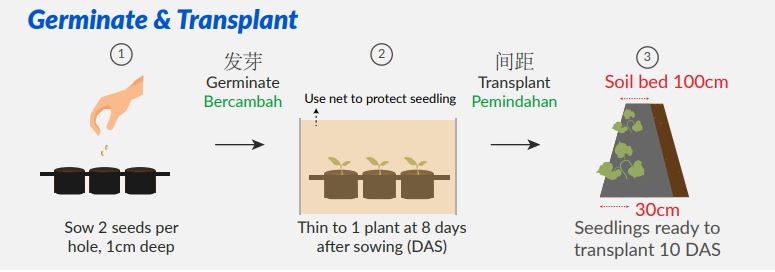 self watering plastic plant pots Bloem Ariana Plastic Self Watering Planter, 12