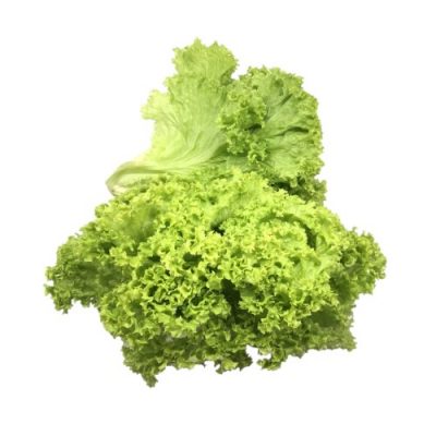 green coral lettuce seeds online malaysia soon huat seeds