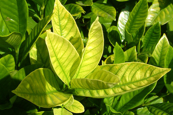 flower plants for sale online 15 Old Fashioned Perennial Favorites