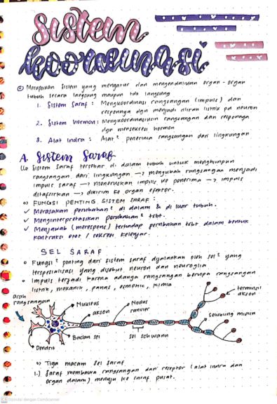 Sistem Koordinasi Kelas 11 - Ambisnotes