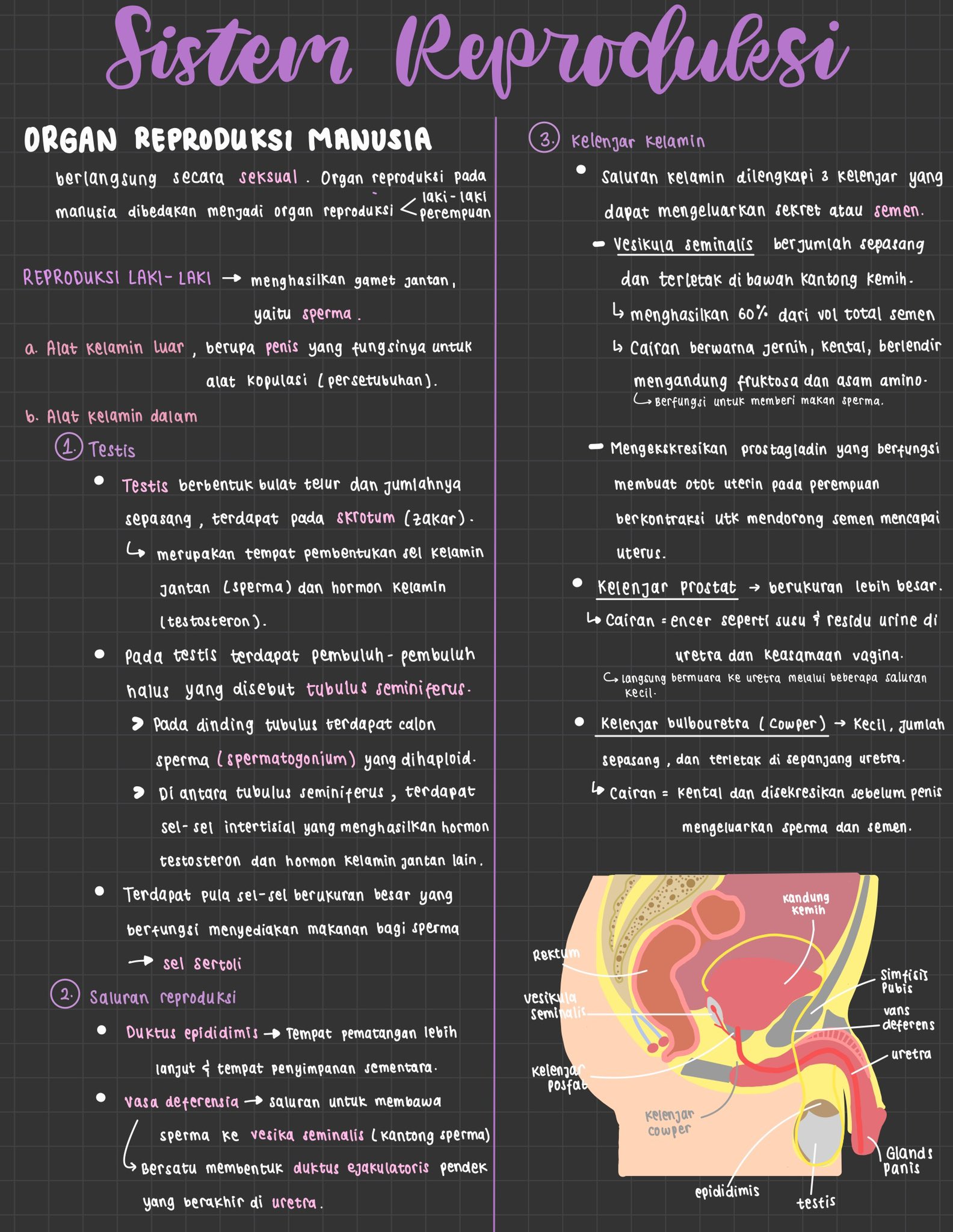 Ambisnotes Kelas 11 Biologi Sistem Reproduksi Manusia Ambisnotes