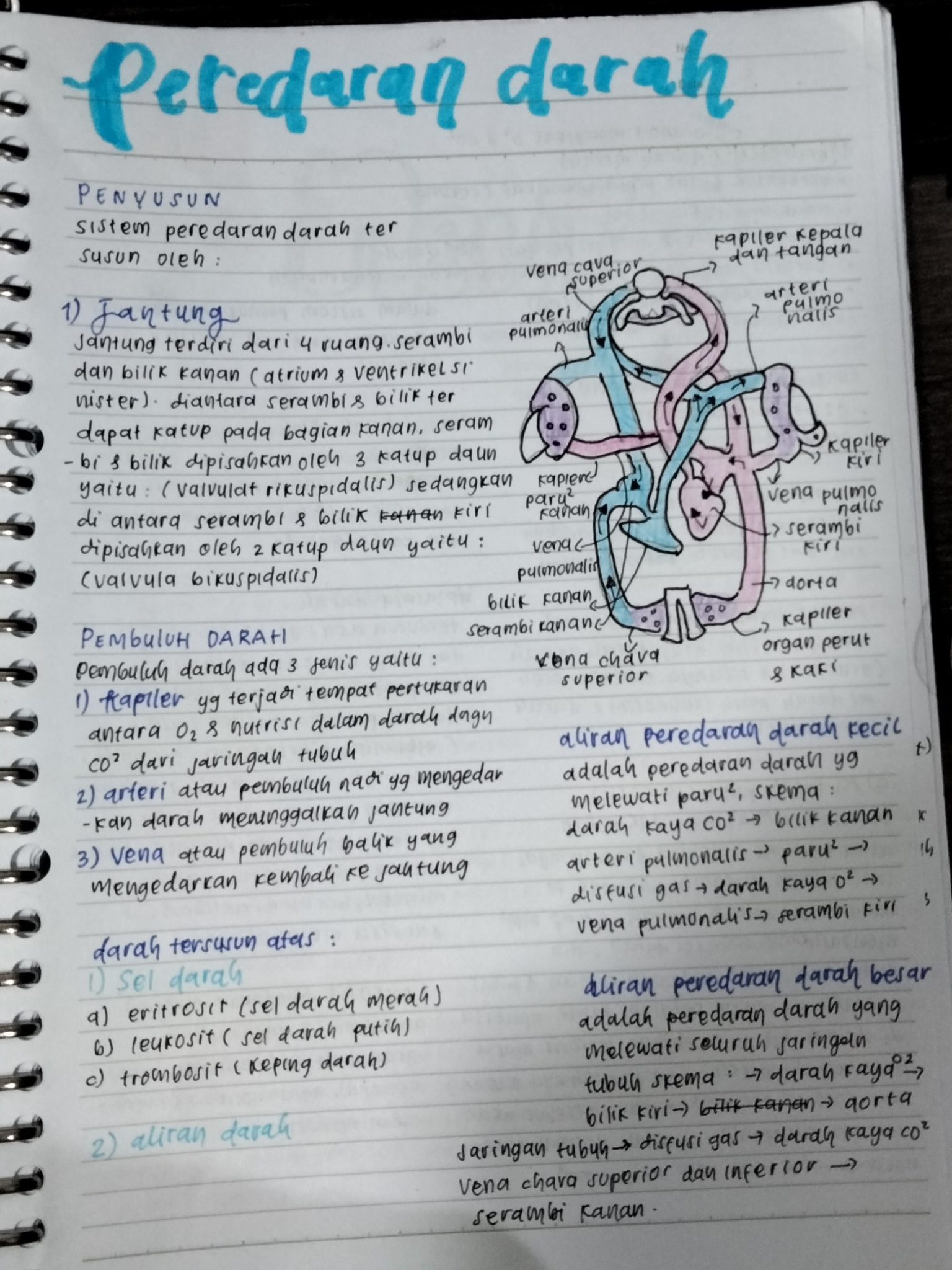 Ambisnotes | Kelas 8 : Biologi - Sistem peredaran darah manusia