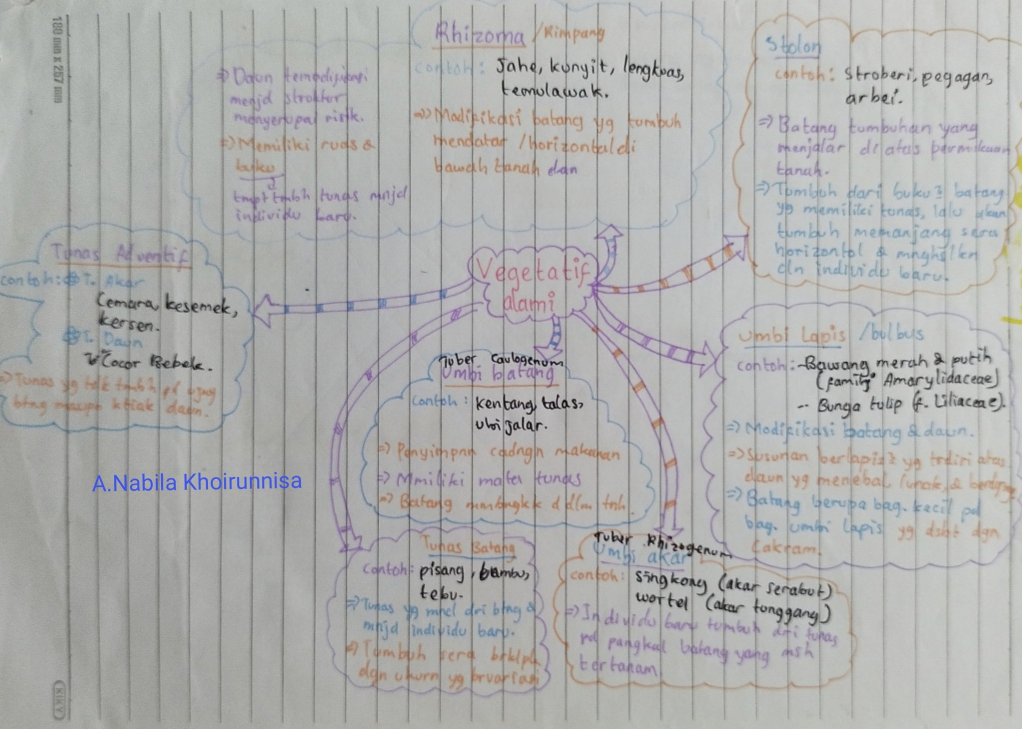 Ambisnotes Materi Biologi Kelas 9 Perkembangbiakan Vegetatif Angiospermae Ambisnotes