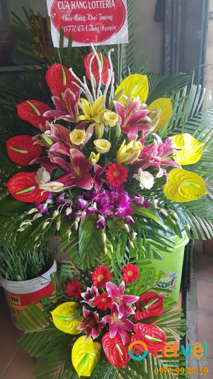 Hình thực tế