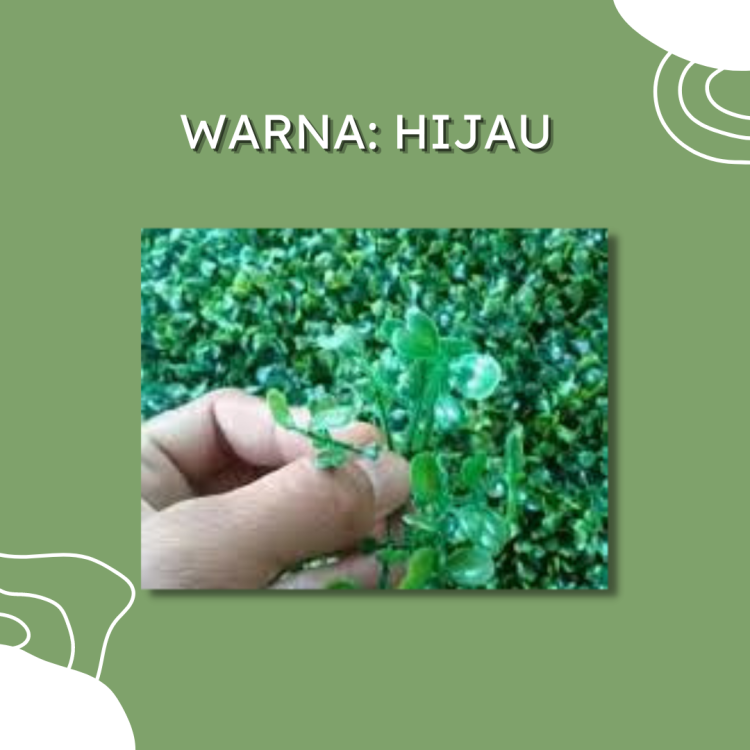 Berikut Rumput Sintetis Di Dinding Untuk Dekorasi 4.png