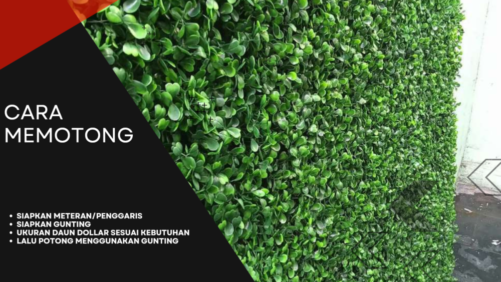 Daun Dolar Di Bekasi (3).png