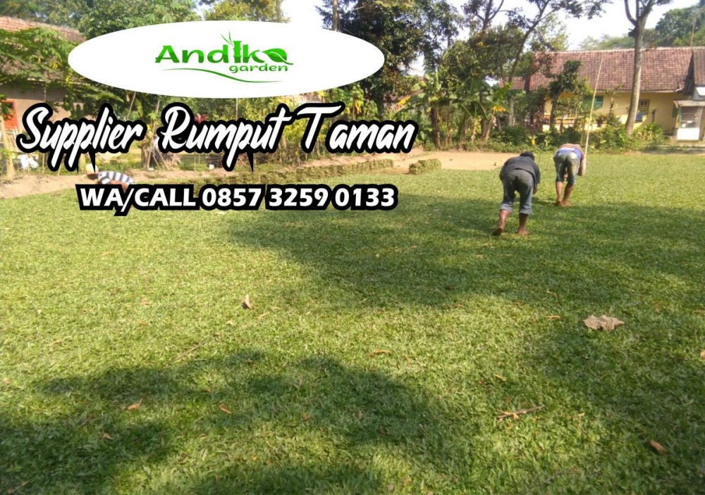 0857 3259 0133, Supplier Rumput Gajah Mini Nganjuk.jpg
