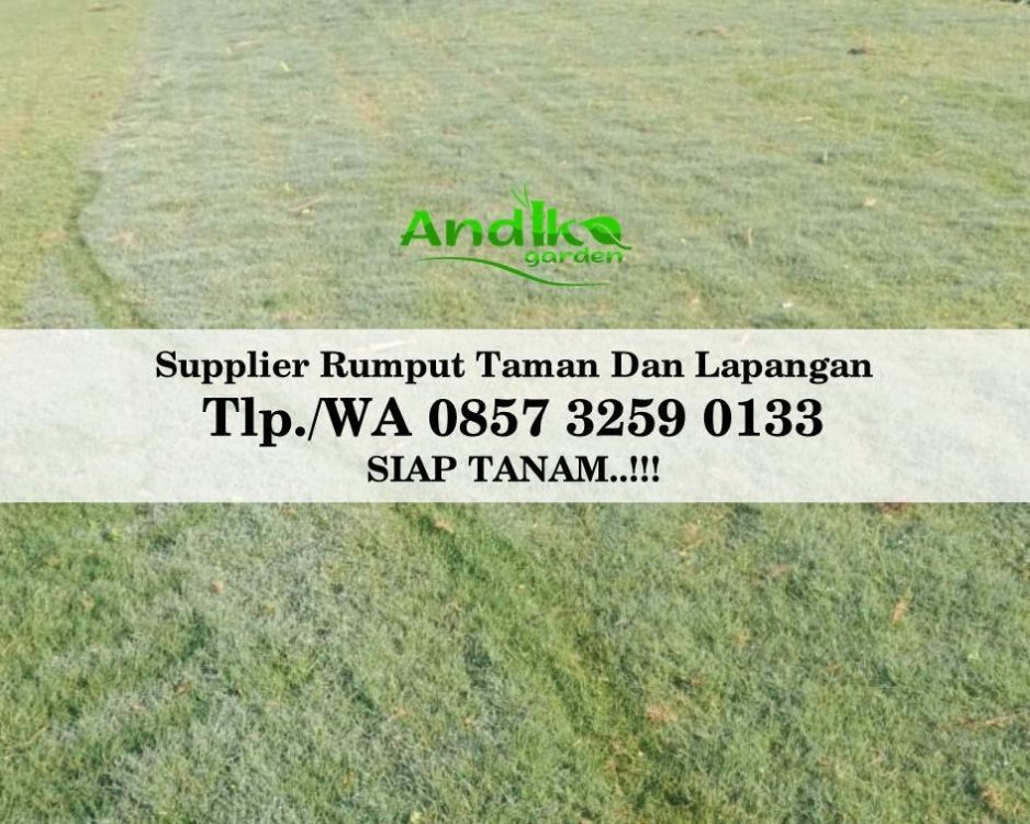 Tlp 0857 3259 0133, Supplier Rumput Golf Semarang.jpg