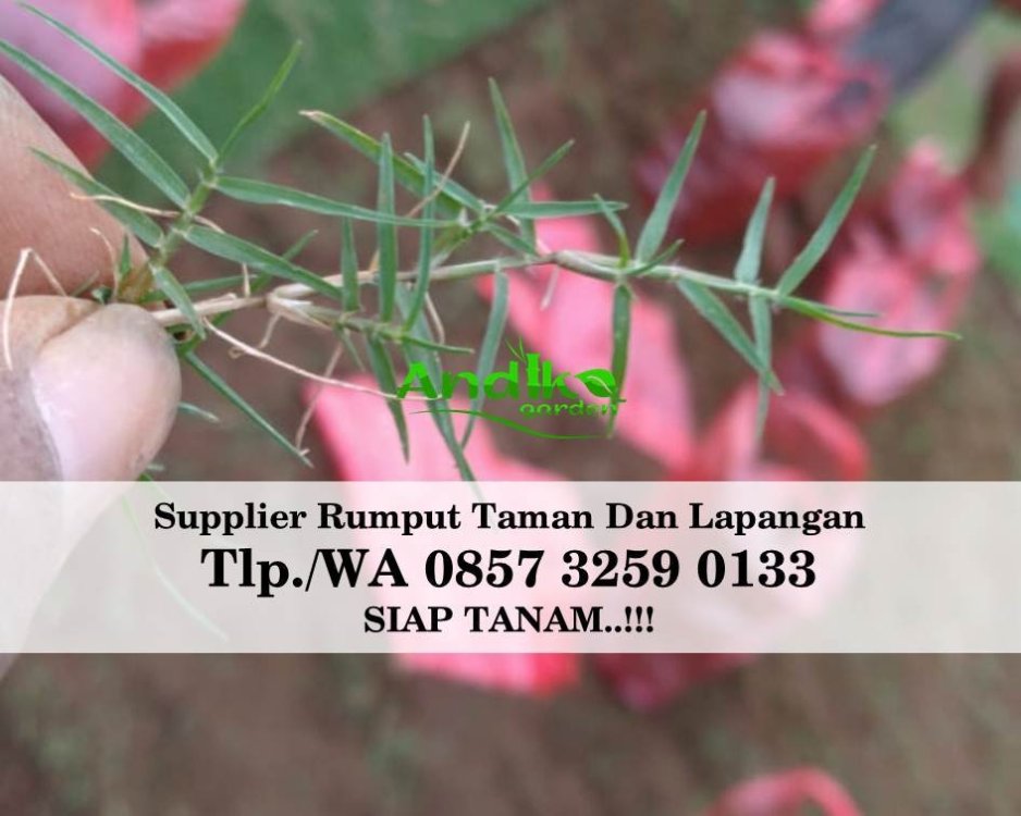 Tlp 0857 3259 0133, Supplier Rumput Golf Kota Surakarta.jpg
