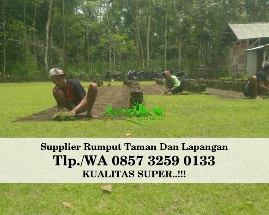 Tlp 0857 3259 0133, Supplier Rumput Golf Pangandaran.jpg