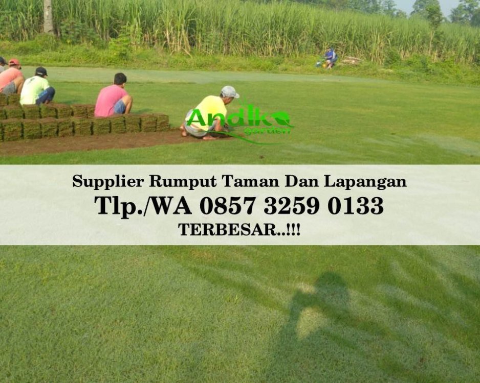 Tlp 0857 3259 0133, Supplier Rumput Golf Kulon Progo.jpg