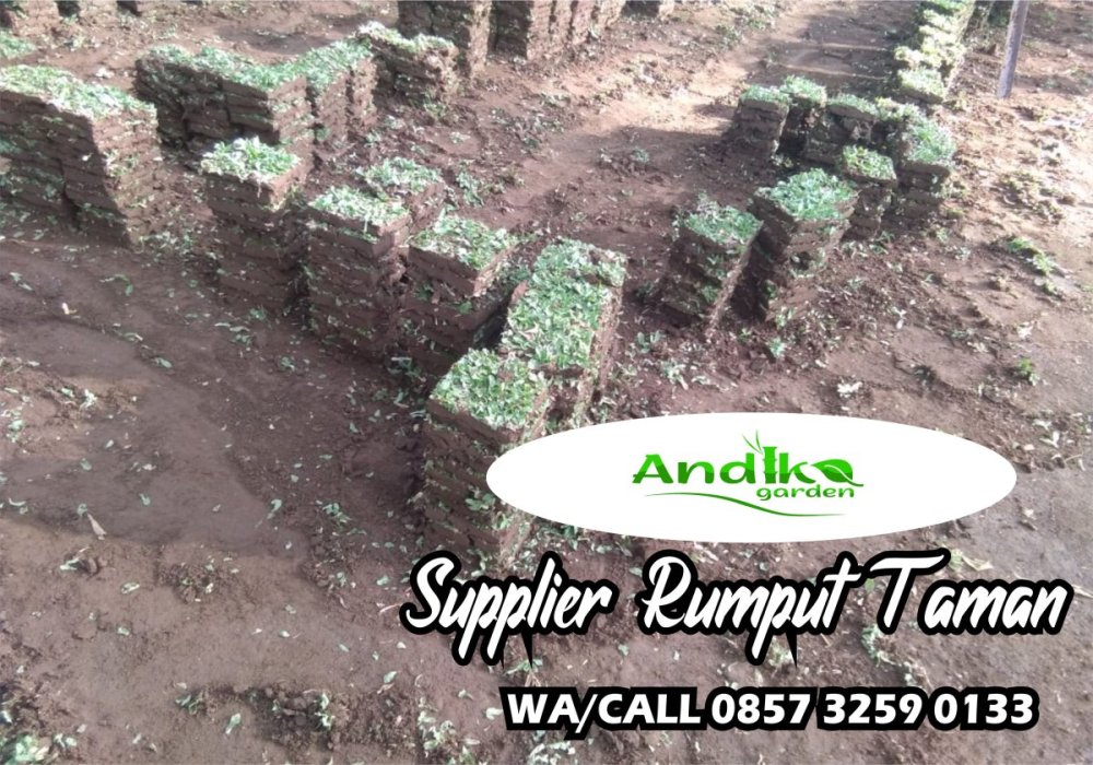 0857 3259 0133, Supplier Rumput Gajah Mini Madiun.jpg