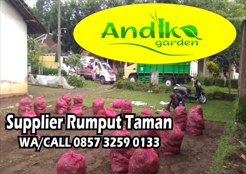 0857 3259 0133, Supplier Rumput Gajah Mini Kudus.jpg