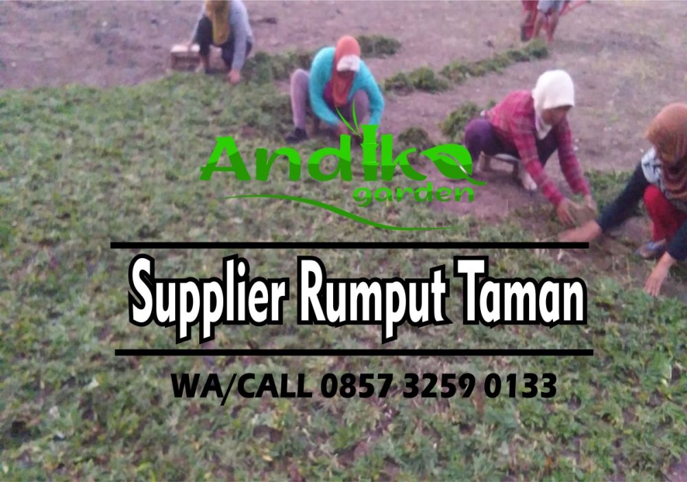 0857 3259 0133, Supplier Rumput Gajah Mini Pasuruan.jpg