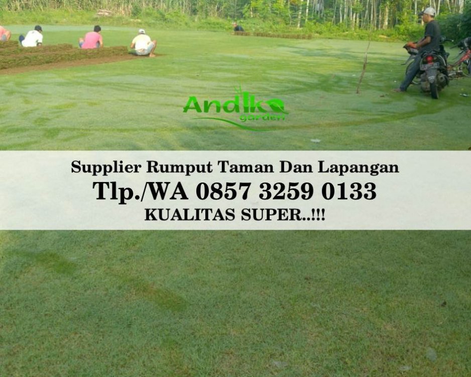 Tlp 0857 3259 0133, Supplier Rumput Golf Purworejo.jpg