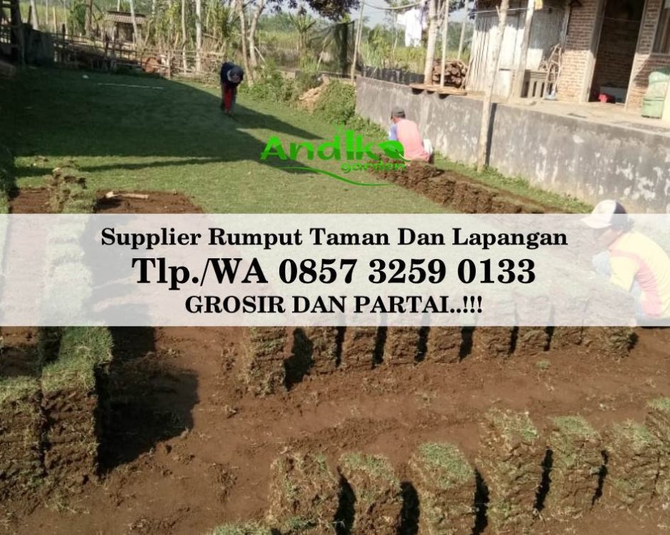 Tlp 0857 3259 0133, Supplier Rumput Golf Sidoarjo.jpg