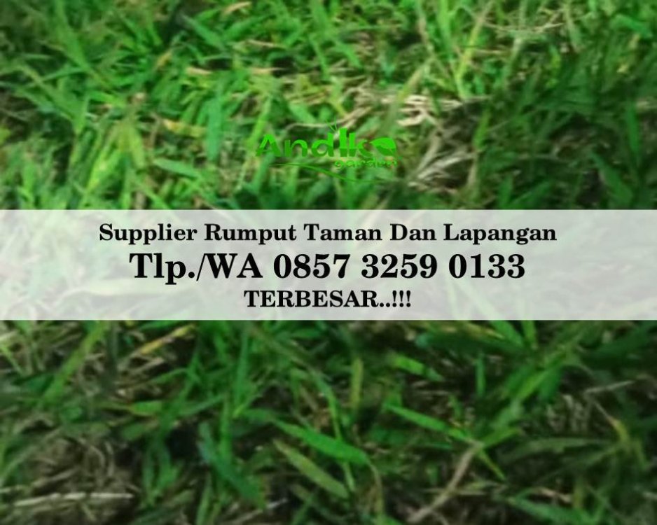 Tlp 0857 3259 0133, Supplier Rumput Golf Temanggung.jpg