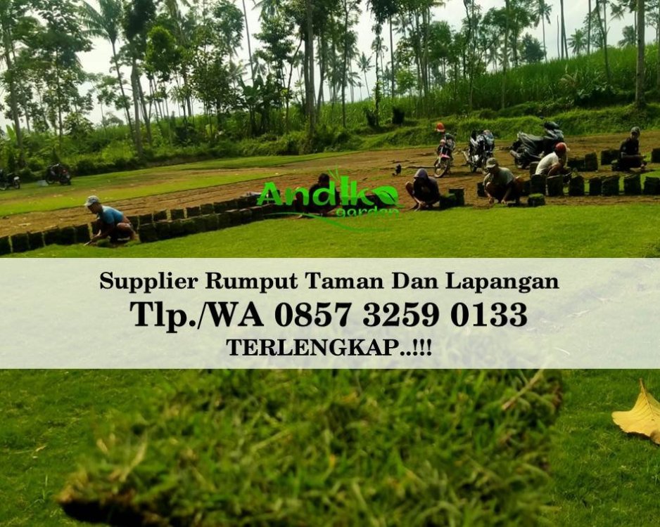 Tlp 0857 3259 0133, Supplier Rumput Golf Kota Salatiga.jpg